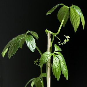 Jiaogulan Unsterblichkeitskraut - Gynostemma pentaphyllum